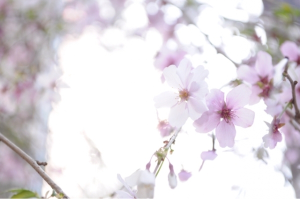 桜