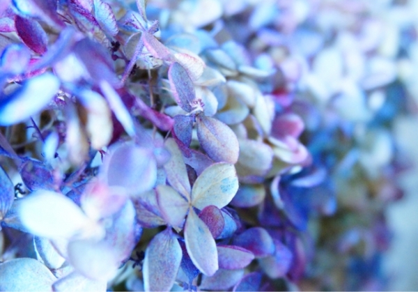 紫陽花
