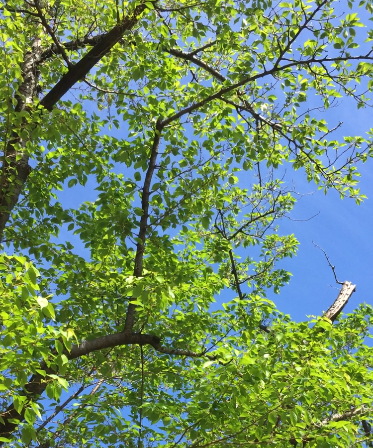 公園の新緑