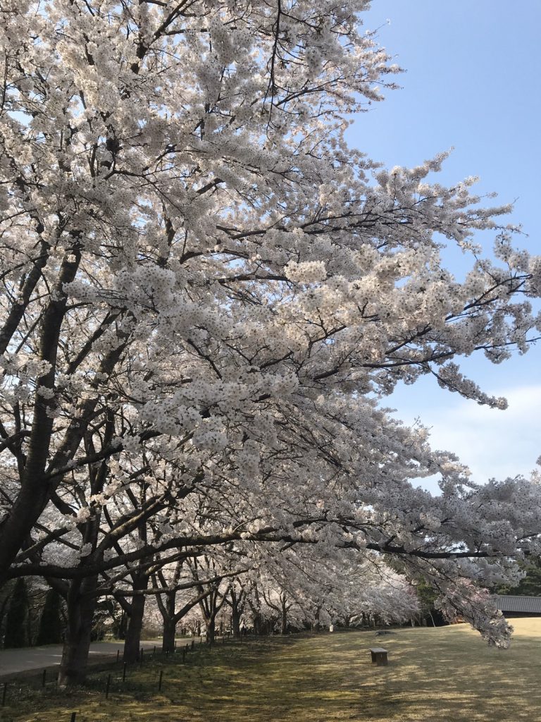 美しく咲くさくらの木々