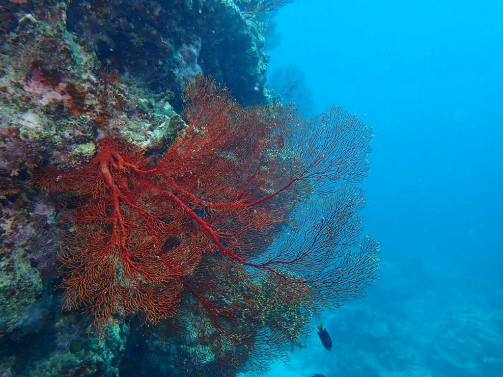 海の中の珊瑚